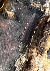 Agrilus difficilis