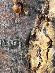 Agrilus difficilis