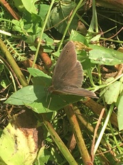 Maniola jurtina