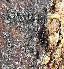 Agrilus difficilis