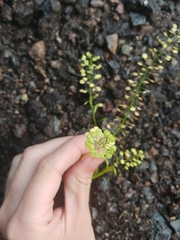 Lepidium virginicum