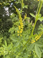 Melilotus altissimus