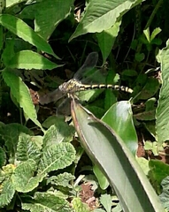 Onychogomphus uncatus