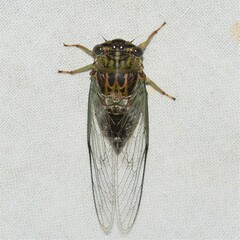 Diceroprocta vitripennis