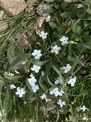 Phlox pulvinata