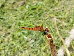 Urothemis signata