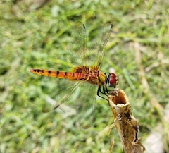 Urothemis signata
