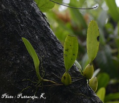 Bulbophyllum sterile