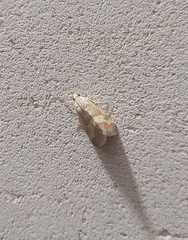 Tegostoma baphialis