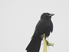 Corvus leucognaphalus