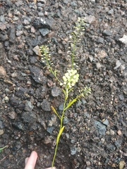 Lepidium virginicum