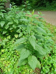 Urtica dioica