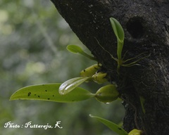 Bulbophyllum sterile