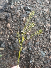 Lepidium virginicum