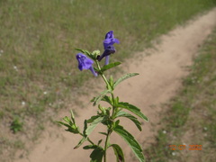 Scutellaria scordifolia