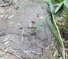 Diplacodes trivialis