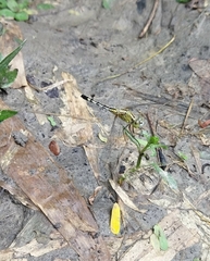 Diplacodes trivialis