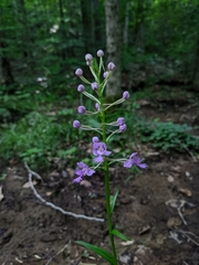 Platanthera shriveri