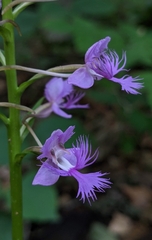 Platanthera shriveri