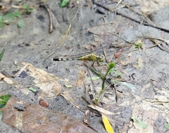 Diplacodes trivialis