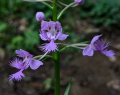 Platanthera shriveri