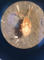 Heteroptera