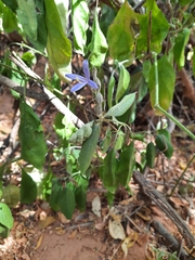 Megalochlamys