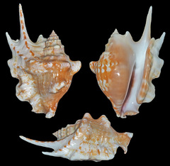 Latissistrombus taurus