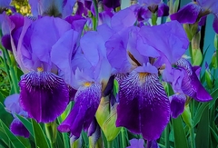 Iris