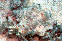 Latissistrombus taurus