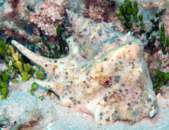 Latissistrombus taurus