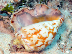 Latissistrombus taurus