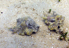 Latissistrombus taurus