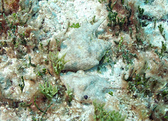 Latissistrombus taurus