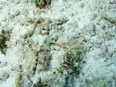 Latissistrombus taurus