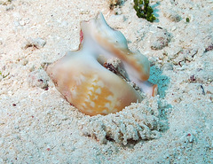 Latissistrombus taurus