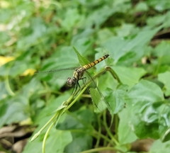 Brachydiplax sobrina