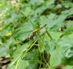 Brachydiplax sobrina