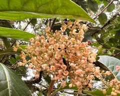Viburnum arboricolum