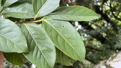 Viburnum arboricolum