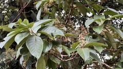 Viburnum arboricolum