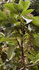 Viburnum arboricolum