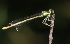 Platycnemis pennipes