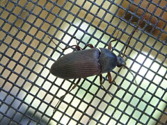 Androchirus erythropus