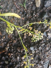 Lepidium virginicum