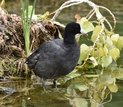 Fulica americana americana
