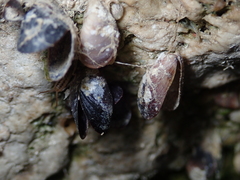 Dreissena rostriformis