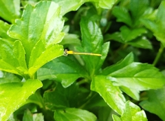 Agriocnemis kalinga