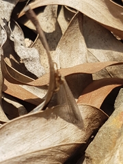 Macronemurus appendiculatus