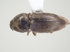 Hypnoidus abbreviatus